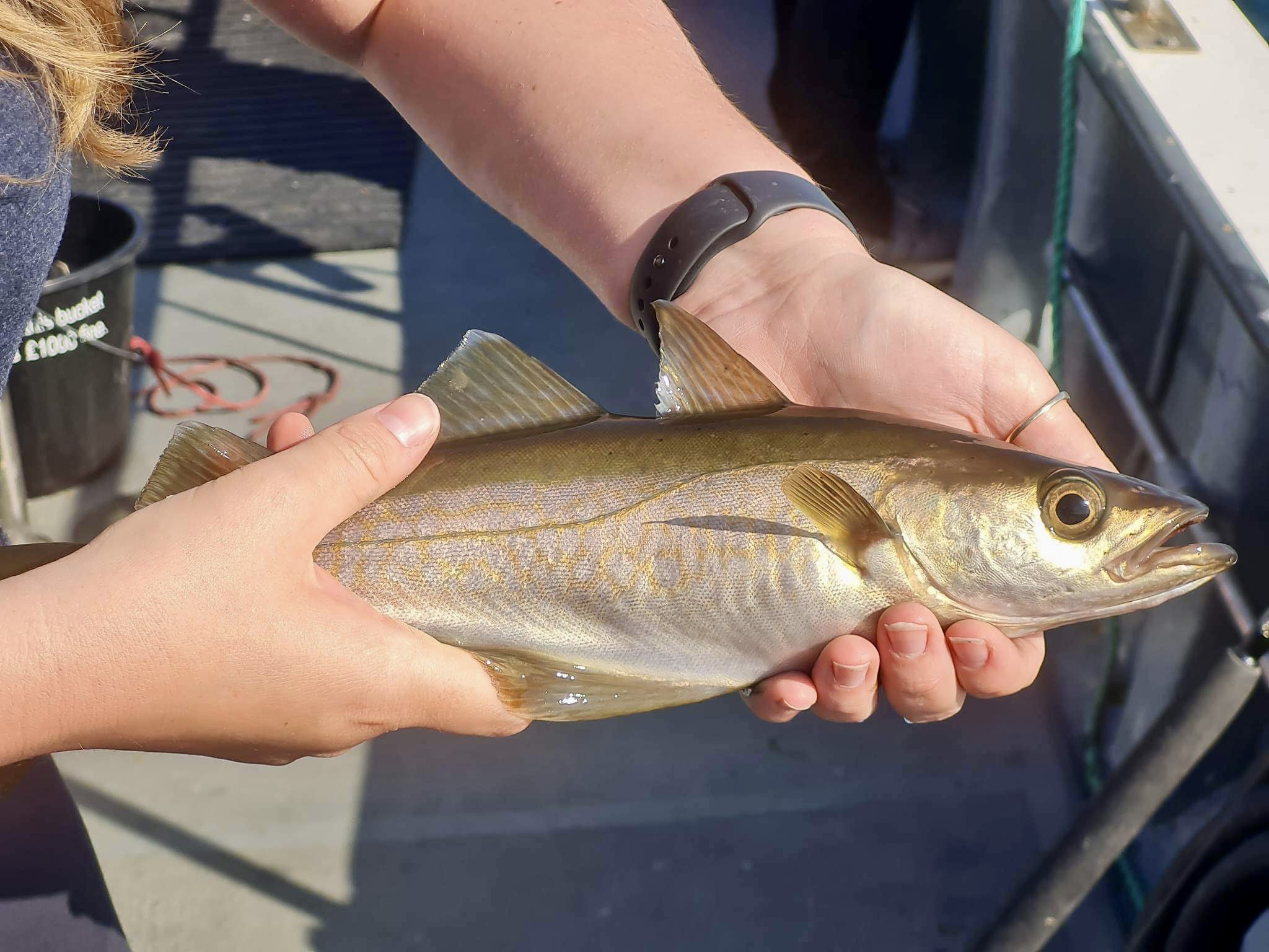 Project Pollack Understanding a Recreationally Important Fish