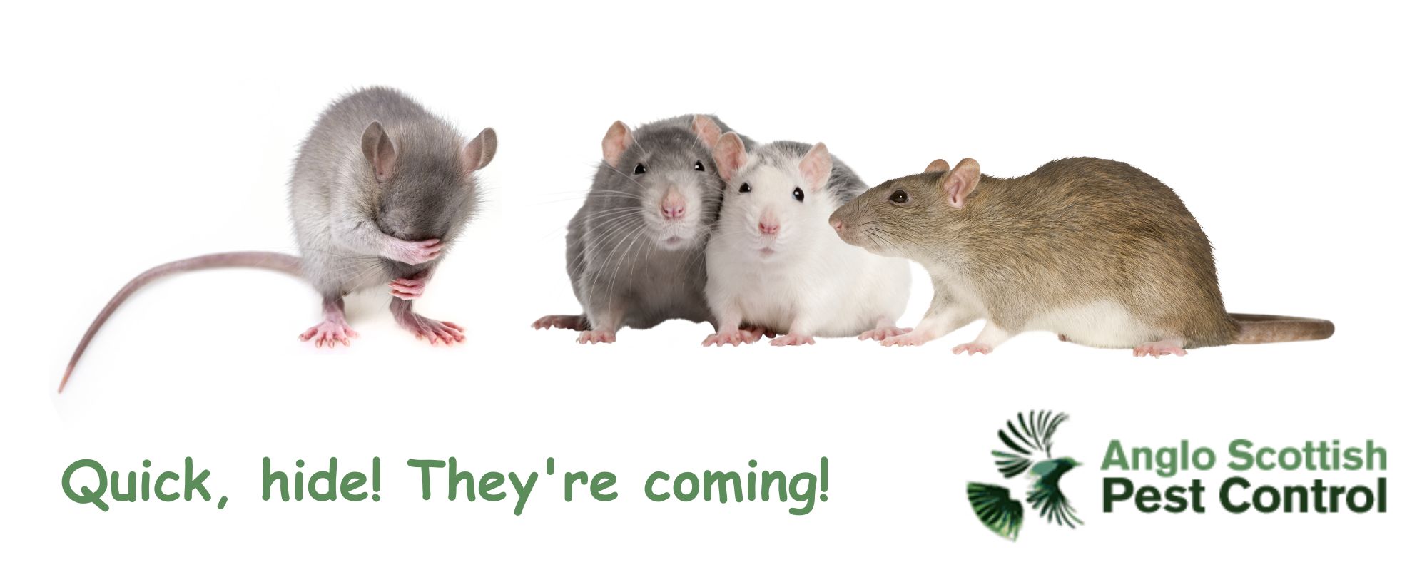 Rodent Control Scotland Rat Control Edinburgh Rodent Control Edinburgh