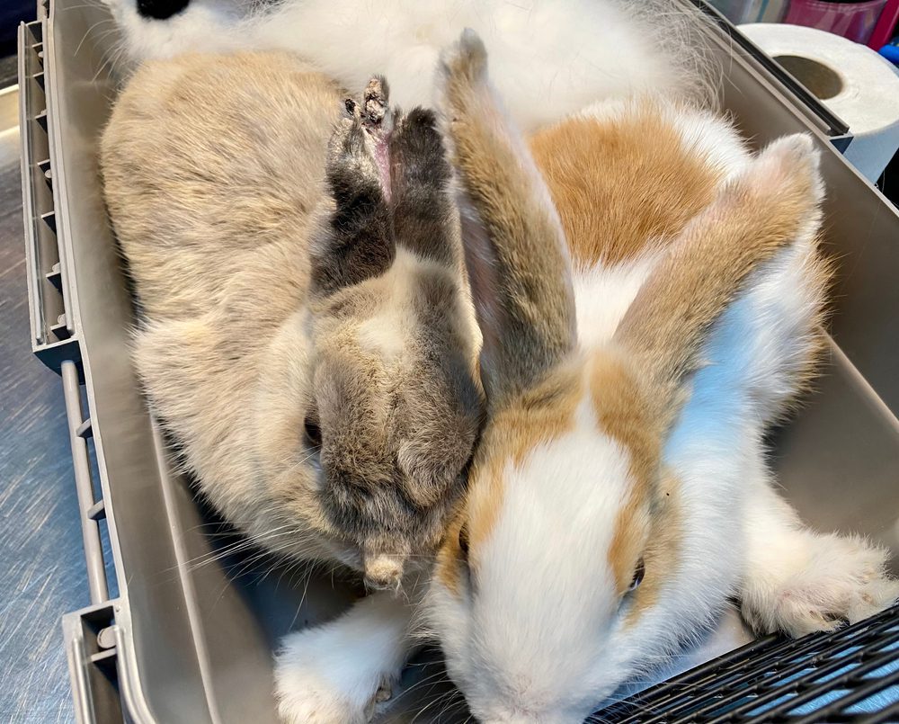 Are Rabbits Hypoallergenic? Uncover The Secret Now! Angora Rabbits