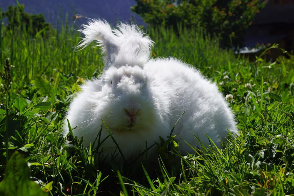 Can Angora Rabbits Live Outside? Shocking Facts Revealed! Angora Rabbits