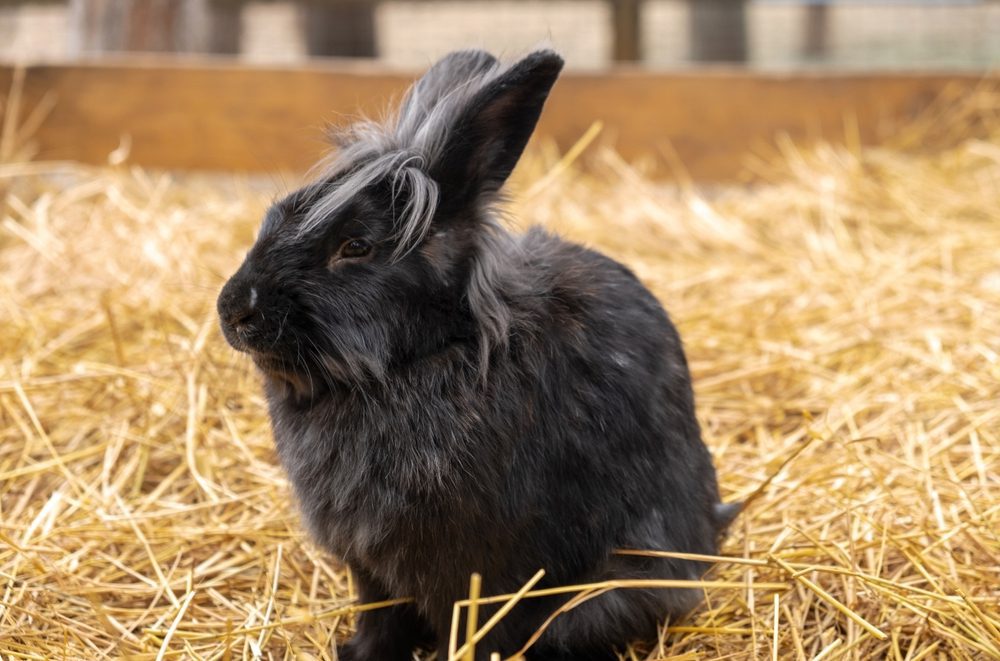 Unveil The Best Wool Rabbit Breeds Angora Rabbits