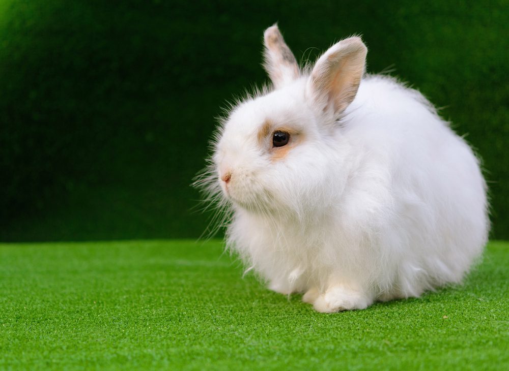Raising Angora Rabbits for Wool The Ultimate Guide Angora Rabbits