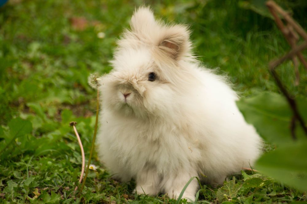 How To Litter Train An Angora Rabbit The Ultimate Guide Angora Rabbits