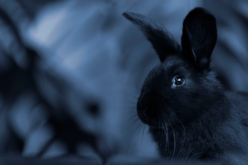 Night Vision Bunnies? Discover Can Rabbits See in the Dark! Angora Rabbits