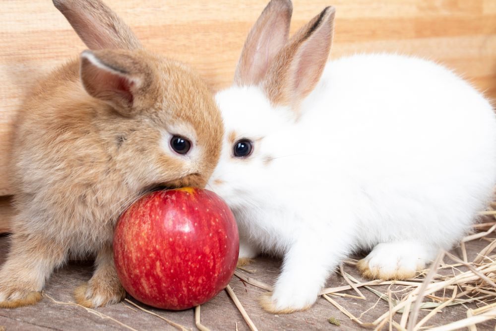 Can Rabbits Eat Apples? Unbelievable Facts! Angora Rabbits