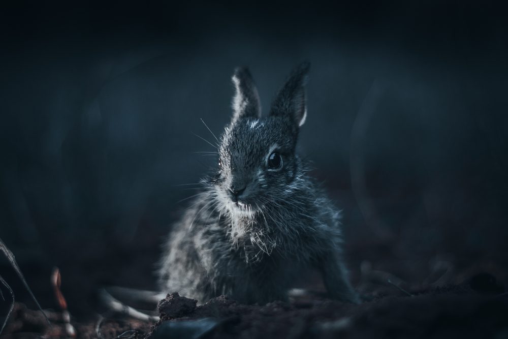 Night Vision Bunnies? Discover Can Rabbits See in the Dark! Angora Rabbits