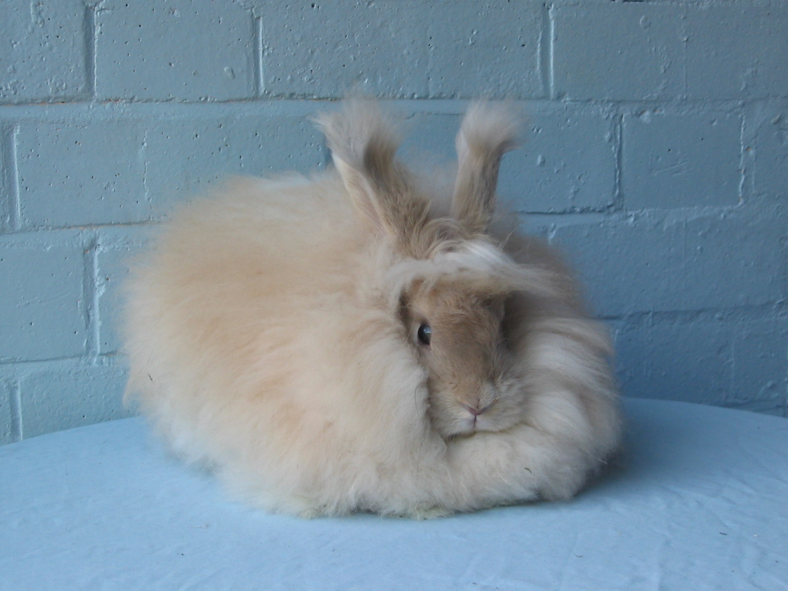Breed standard for coloured English Angoras UK National
