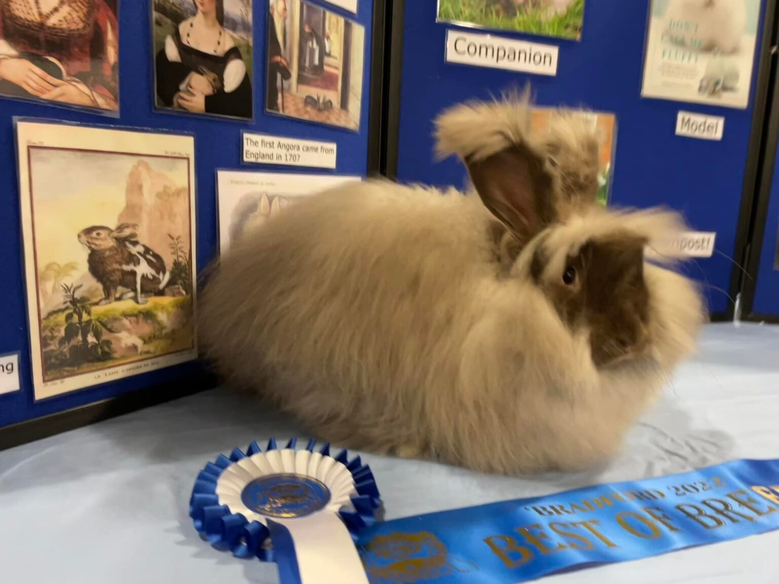 Success with showing Angora Rabbits by Richard Grindey UK National
