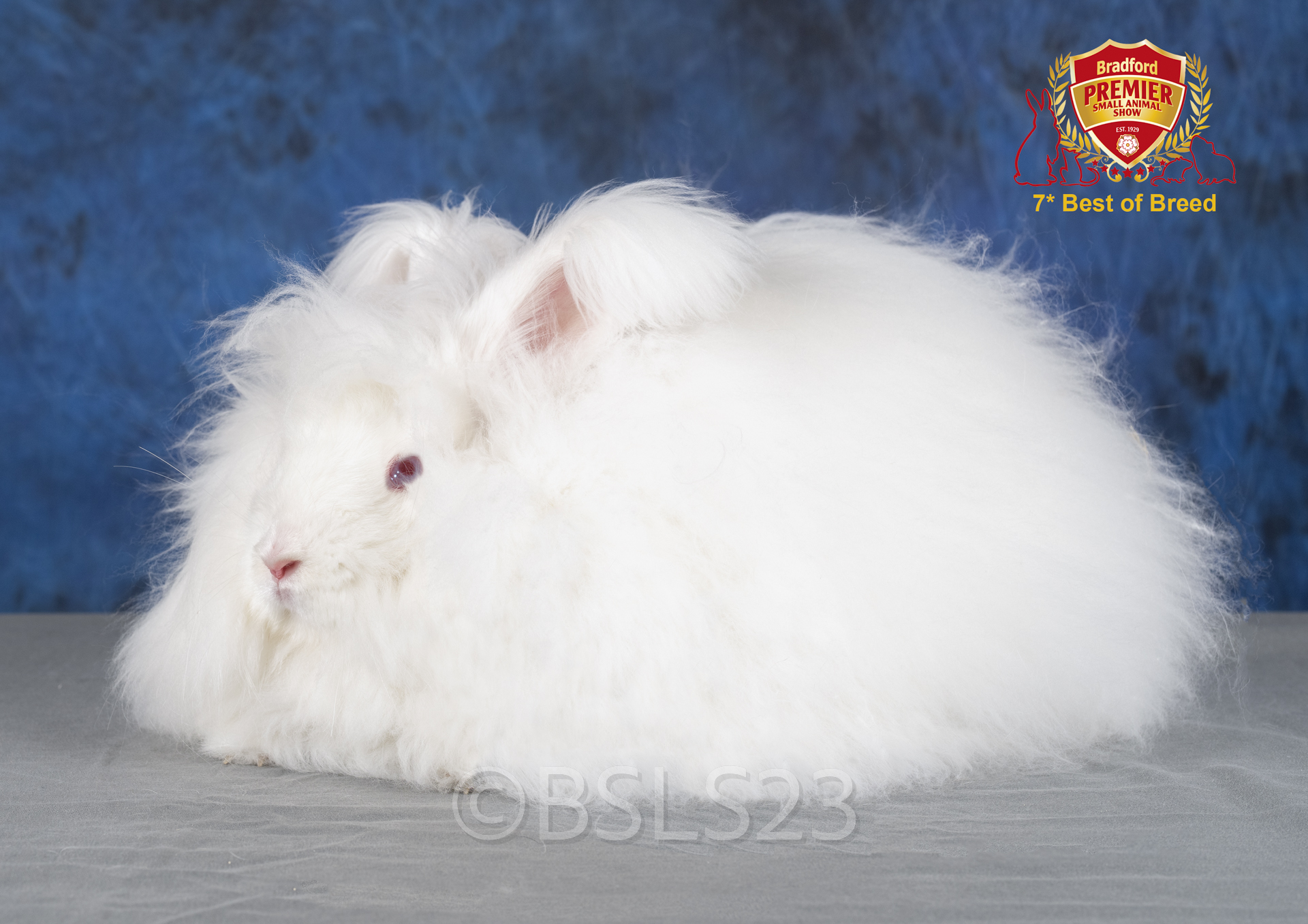 100th Bradford Championship UK National Angora Rabbit Club