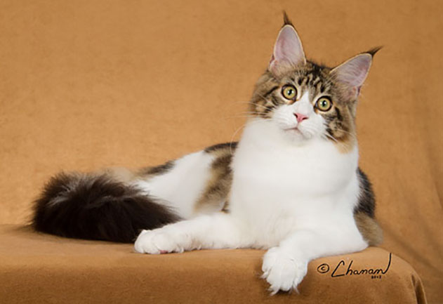 34 Best Pictures Maine Coon Kittens Dayton Ohio Maine Coon Cats For