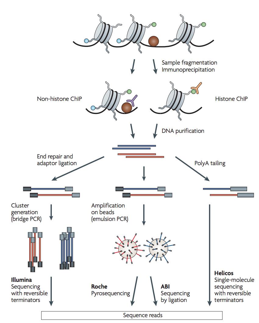 ChIPseq dibsi2018 tutorial — angus 6.0 documentation
