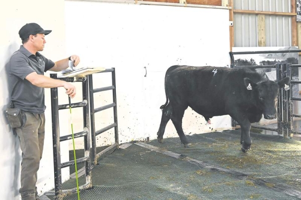 Turihaua yearlings make top dollar Angus NZ