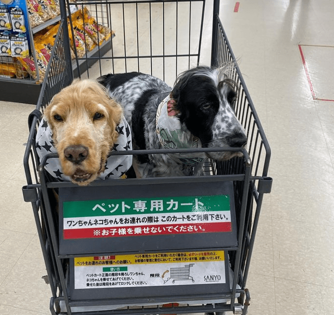 [10000ダウンロード済み√] ホームセンター 犬 カート 181042ホームセンター 犬 カート jokilupix