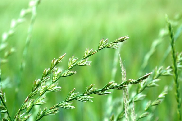 A Guide To Couch Grass In Australia A Nice Home