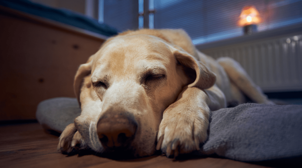 Hoeveel Slaap Heeft Een Hond Nodig? | Hondencoach Aniek Wendt