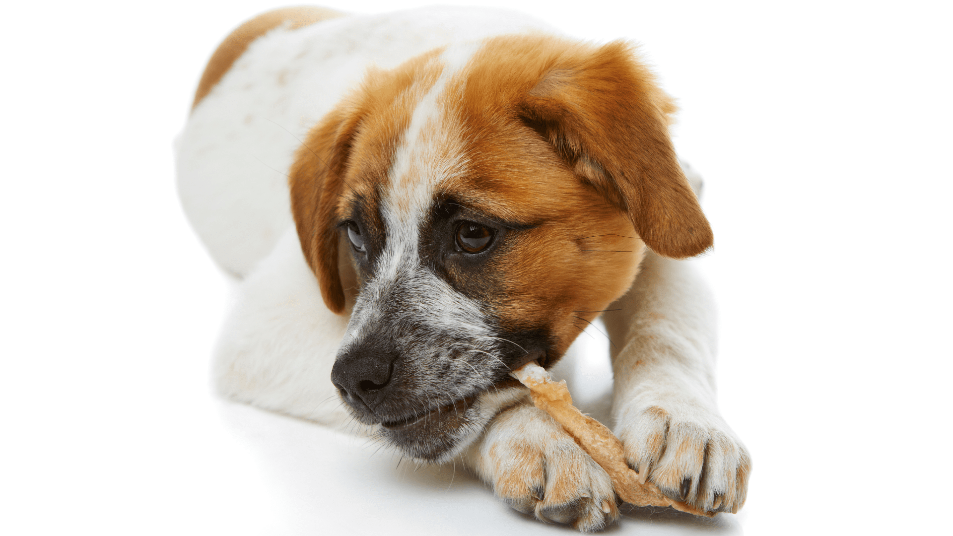 Can Dogs Eat A Pork Rib Bone