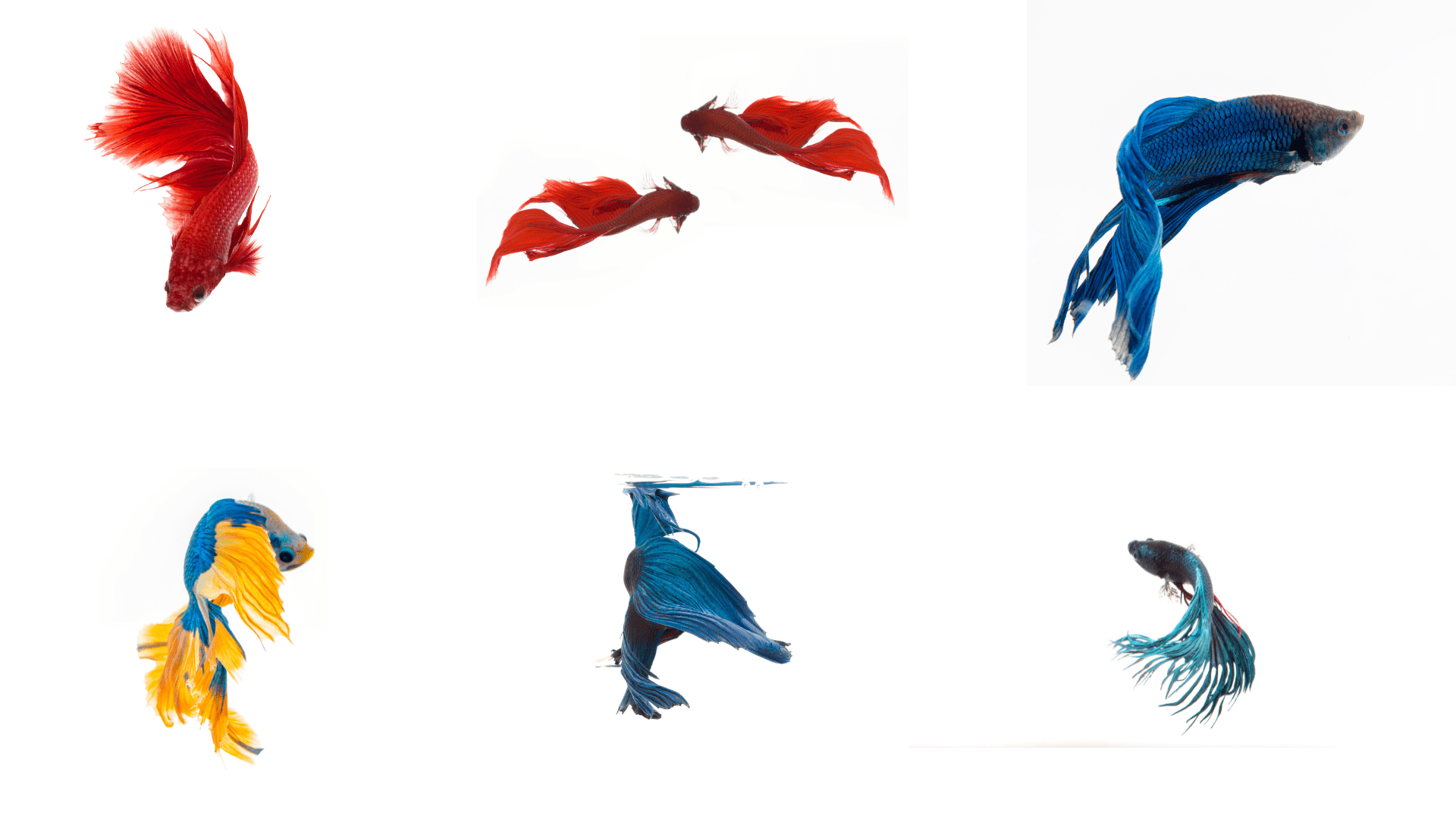 The Ultimate Guide to Betta Fish Tank Setup for a Happy and Healthy Pet