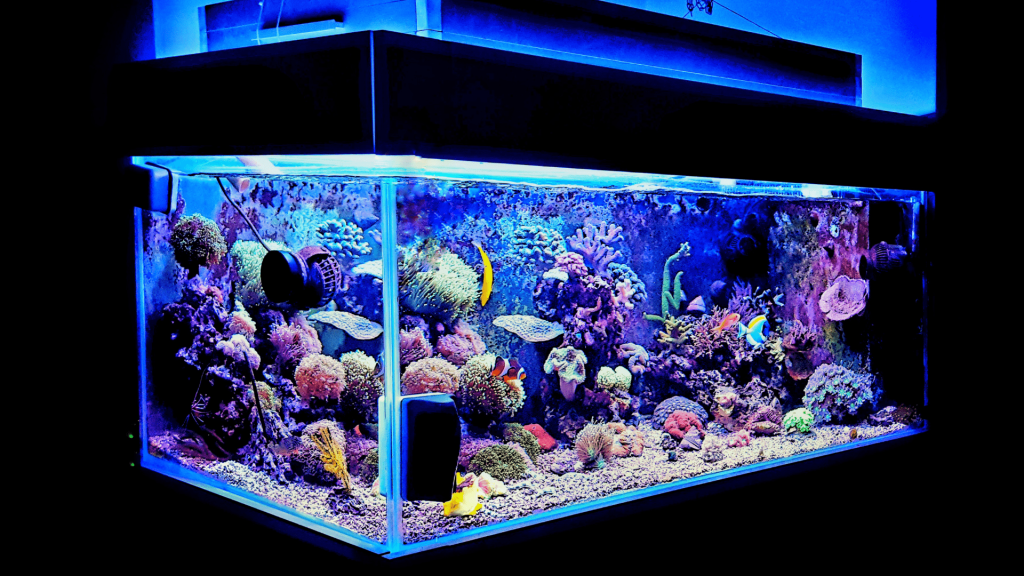 The Ultimate Guide to Betta Fish Tank Setup for a Happy and Healthy Pet