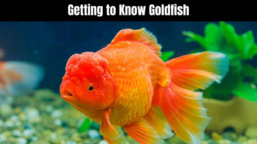 Can Betta Fish Live With Goldfish? 6 Varieties of Goldfish