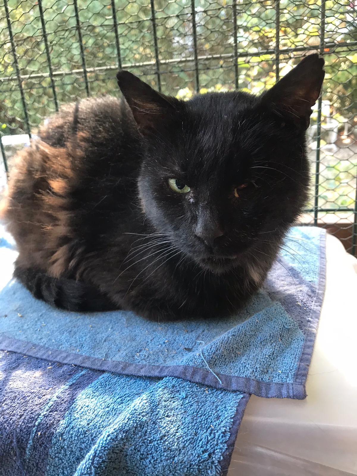 Nos chats à parrainer AnimaCoeur