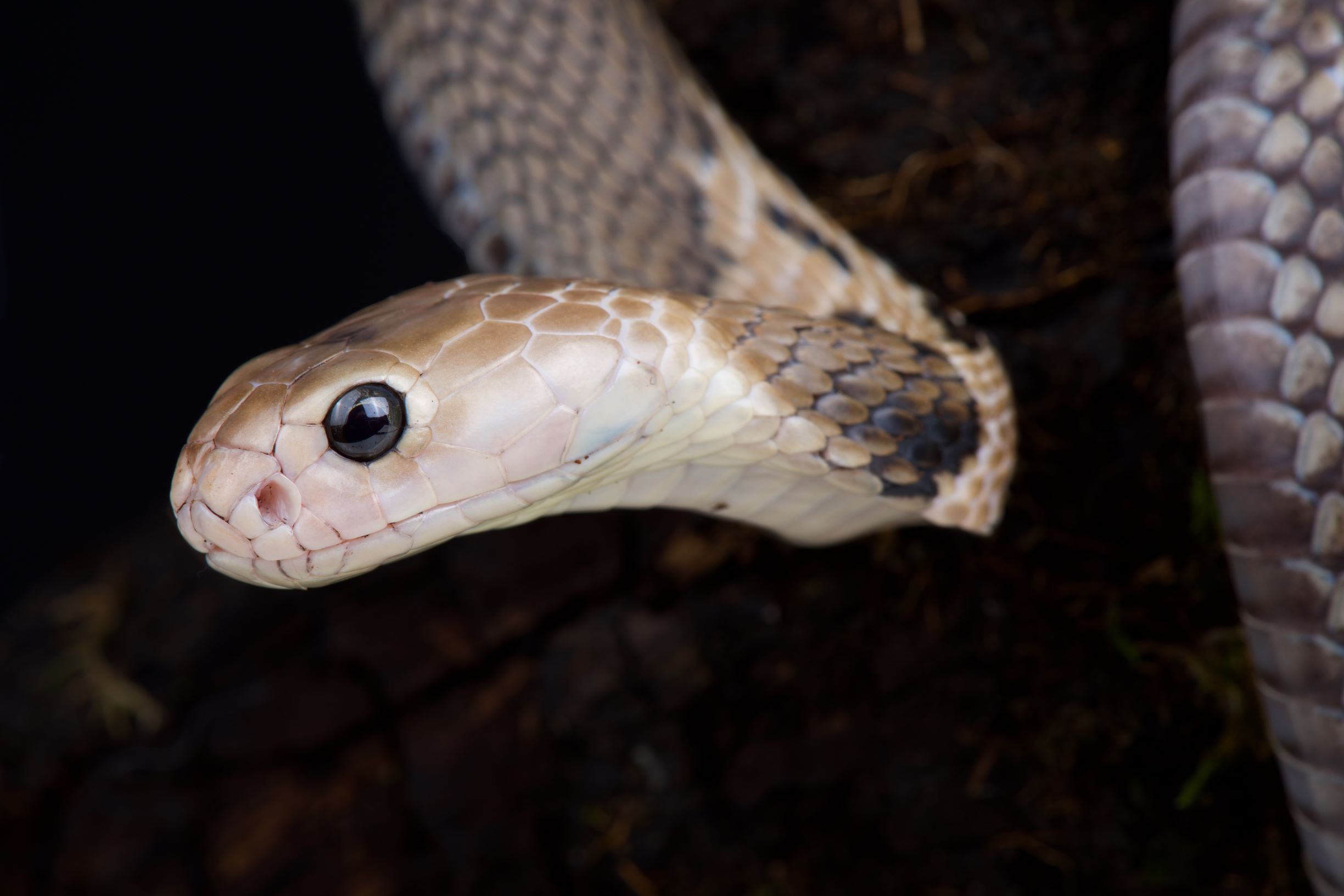 Do snakes blink? The reason why snakes don't have eyelids