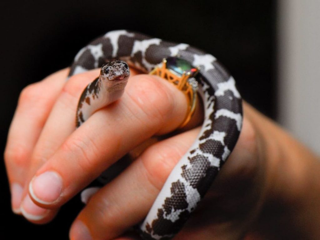 Do pet snakes recognise their owners? Bonding with a pet snake