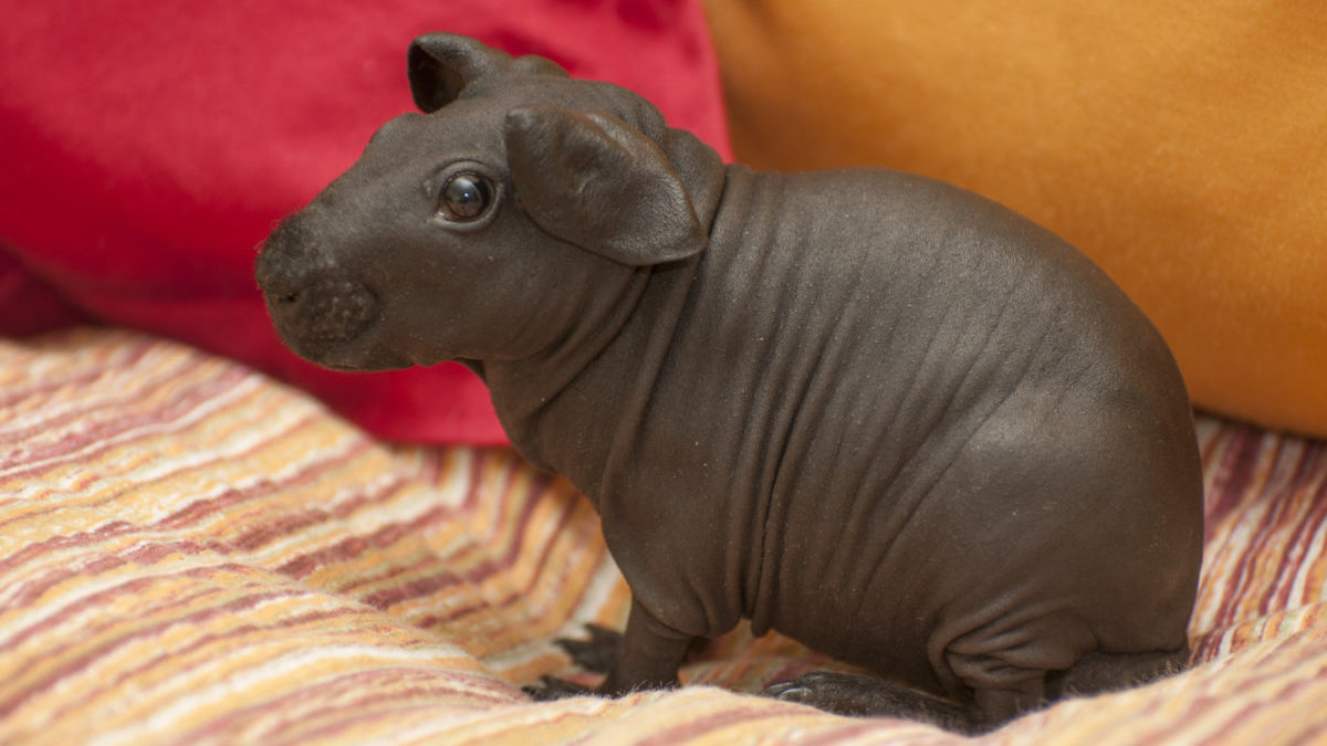 Can skinny pigs live with guinea pigs? Caring for skinny pigs