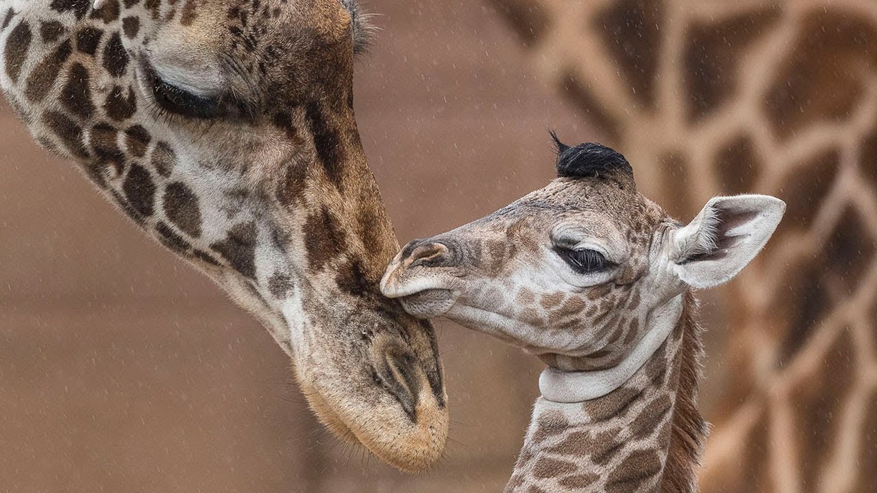 Where do giraffes get their pattern from? Why giraffes have spots