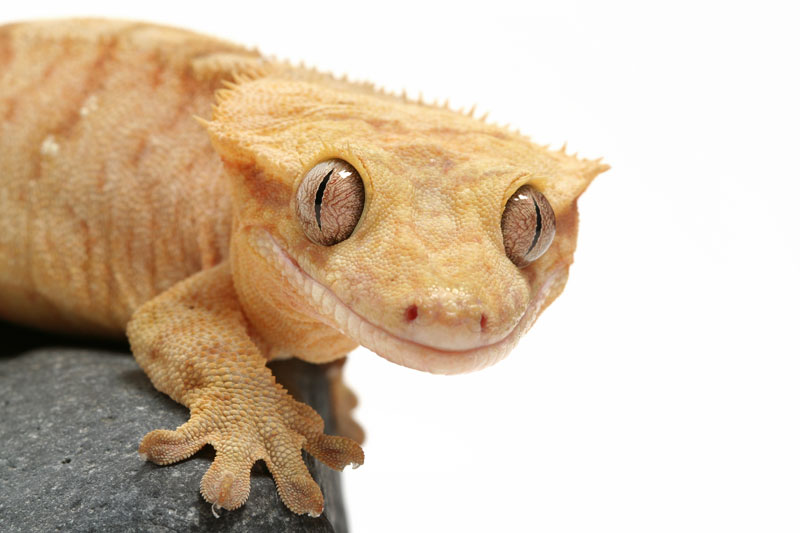 Can geckos get lonely? Keeping two geckos together