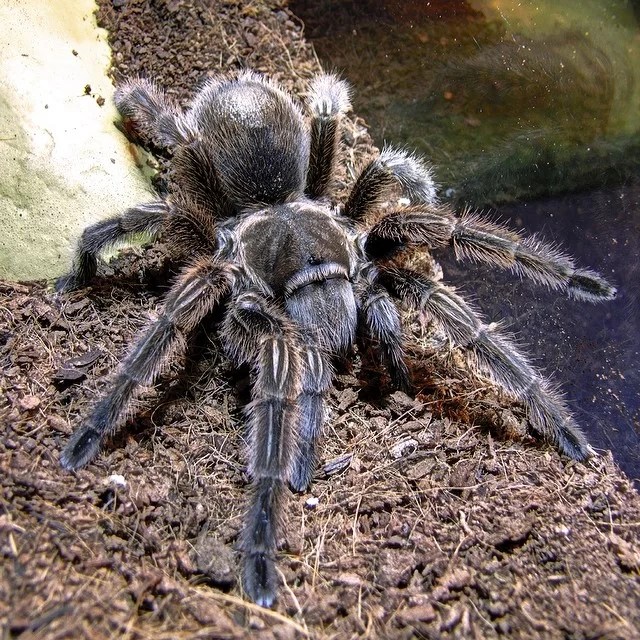 How to Care for a Pet Tarantula A Full Guide