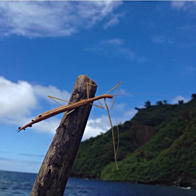 How do Stick Bugs Reproduce?