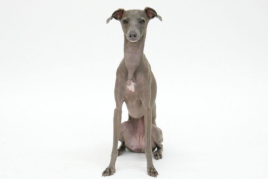 オリビア アニマルプロ株式会社