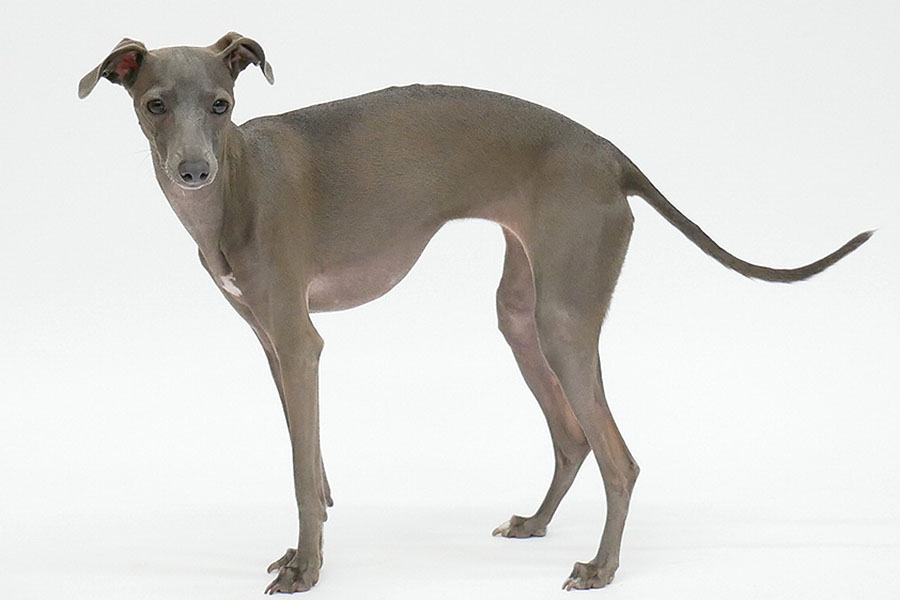 オリビア アニマルプロ株式会社