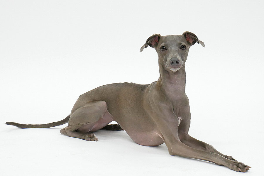 オリビア アニマルプロ株式会社