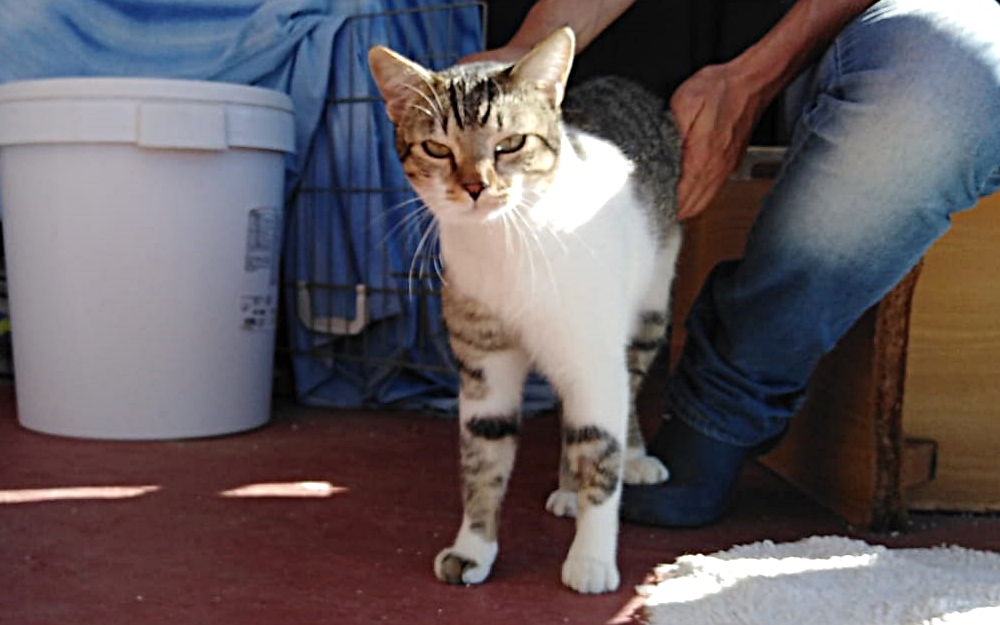 Gabriel *VERMITTELT EL CAPITÁN animal project e.V.