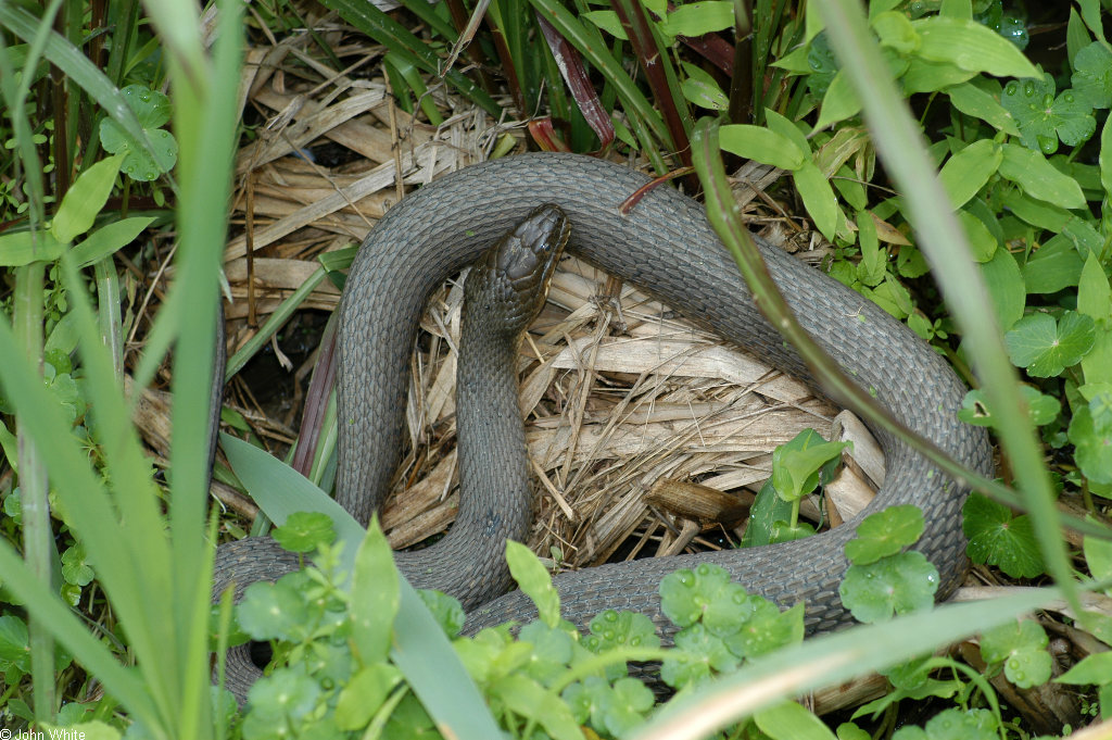 Swamp Walk Critters northern water snake 005; Image ONLY