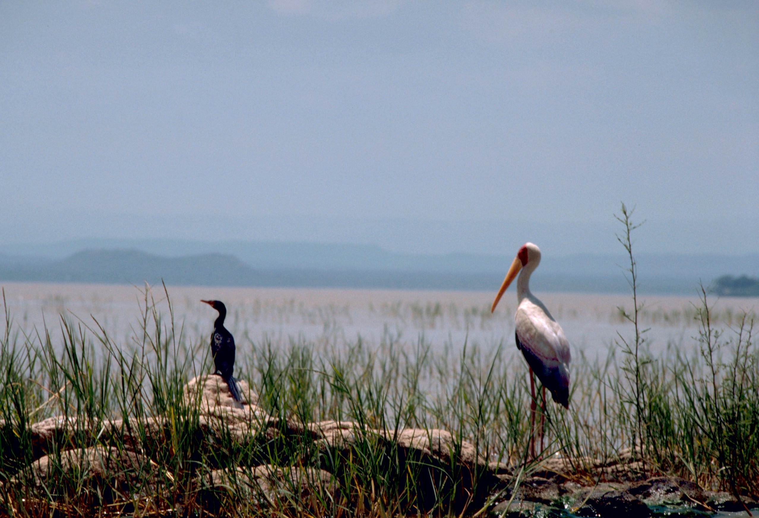 Cormorant & Yellowbilled Stork (Mycteria ibis) {!노랑부리황새>; Image ONLY