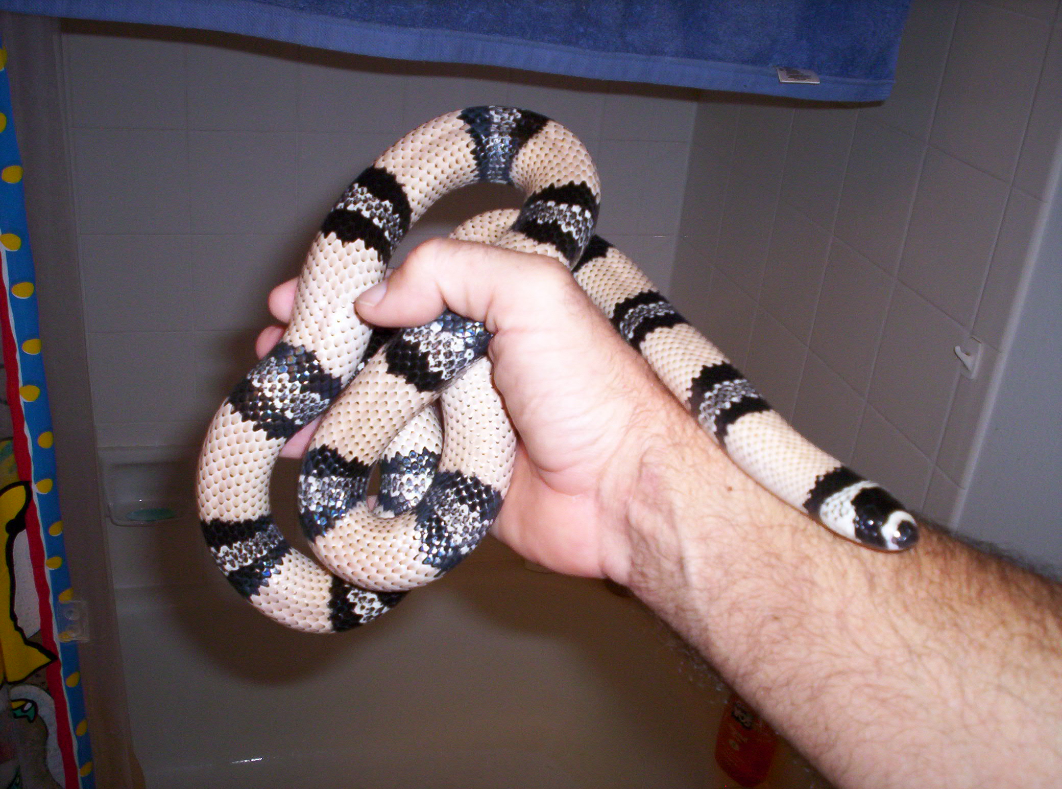 Honduran Milksnake (L.t. Hondurensis) Anerythristic