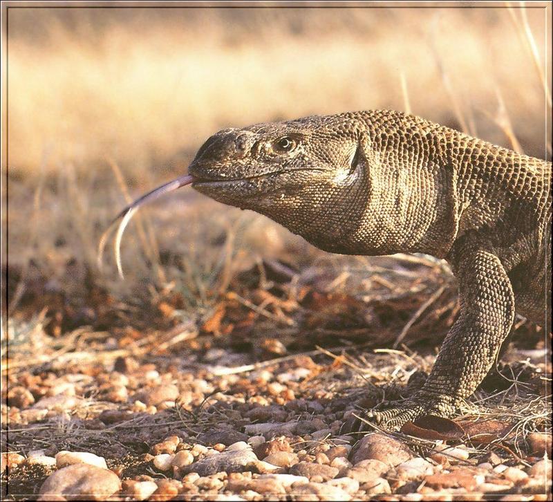 Savannah Monitor (Varanus exanthematicus) {!사바나왕도마뱀