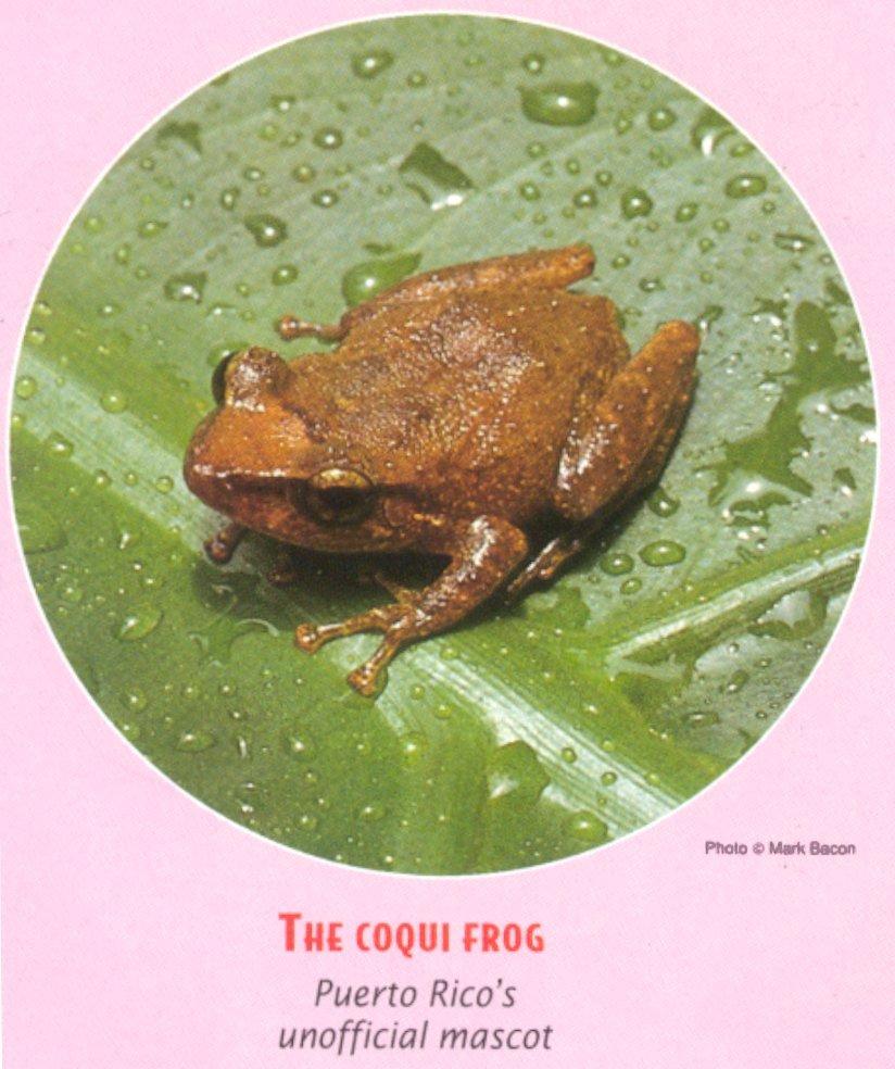 Common Coqui Frog (Eleutherodactylus coqui) {!코퀴청개구리>; Image ONLY