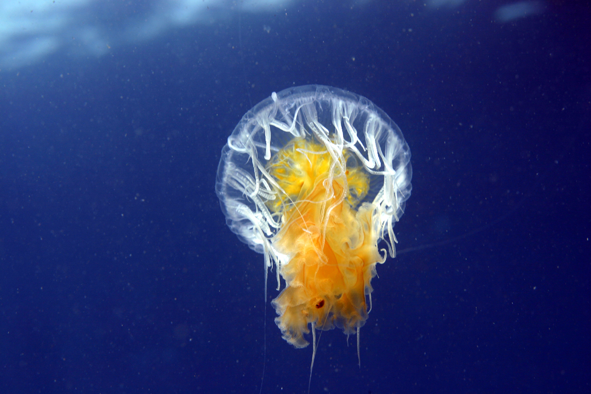 Phacellophora camtschatica (fried egg jellyfish, eggyolk