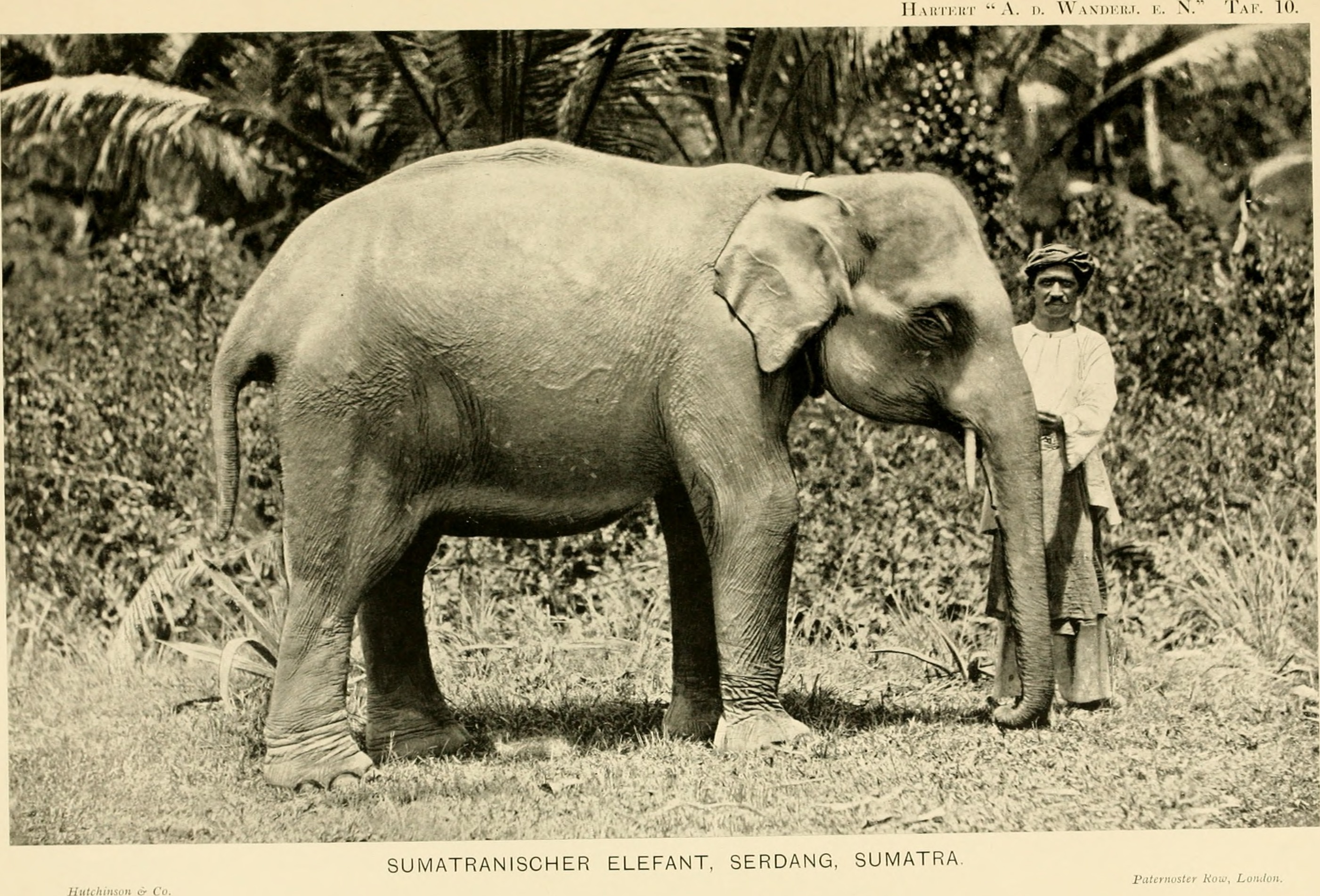 Sumatran elephant (Elephas maximus sumatranus); Image ONLY