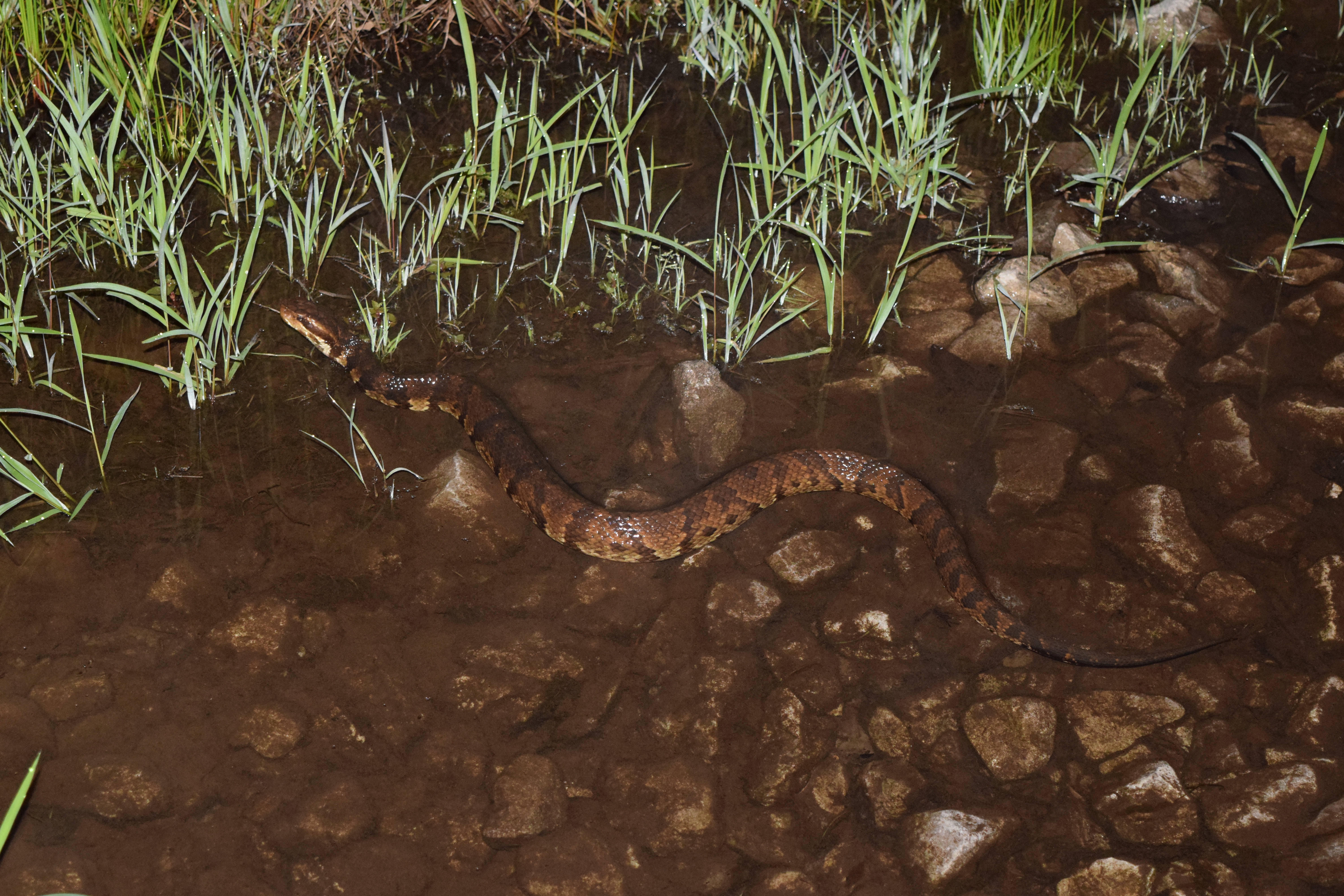 cottonmouth, water moccasin (Agkistrodon piscivorus); Image ONLY