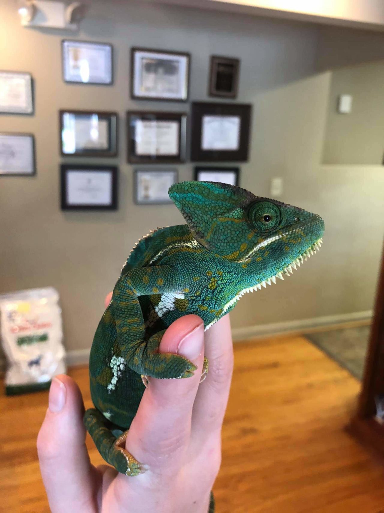 Animal Ark Veterinary Hospital Gallery Vet In Elkin, NC