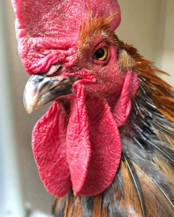 Animal Ark Veterinary Hospital Gallery Vet In Elkin, NC