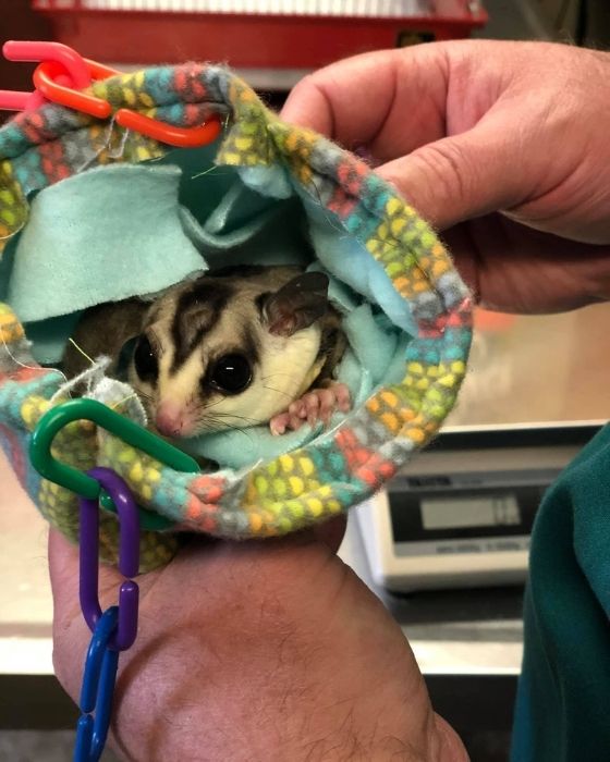 Exotic Animal Services In Elkin Animal Ark Veterinary Hospital