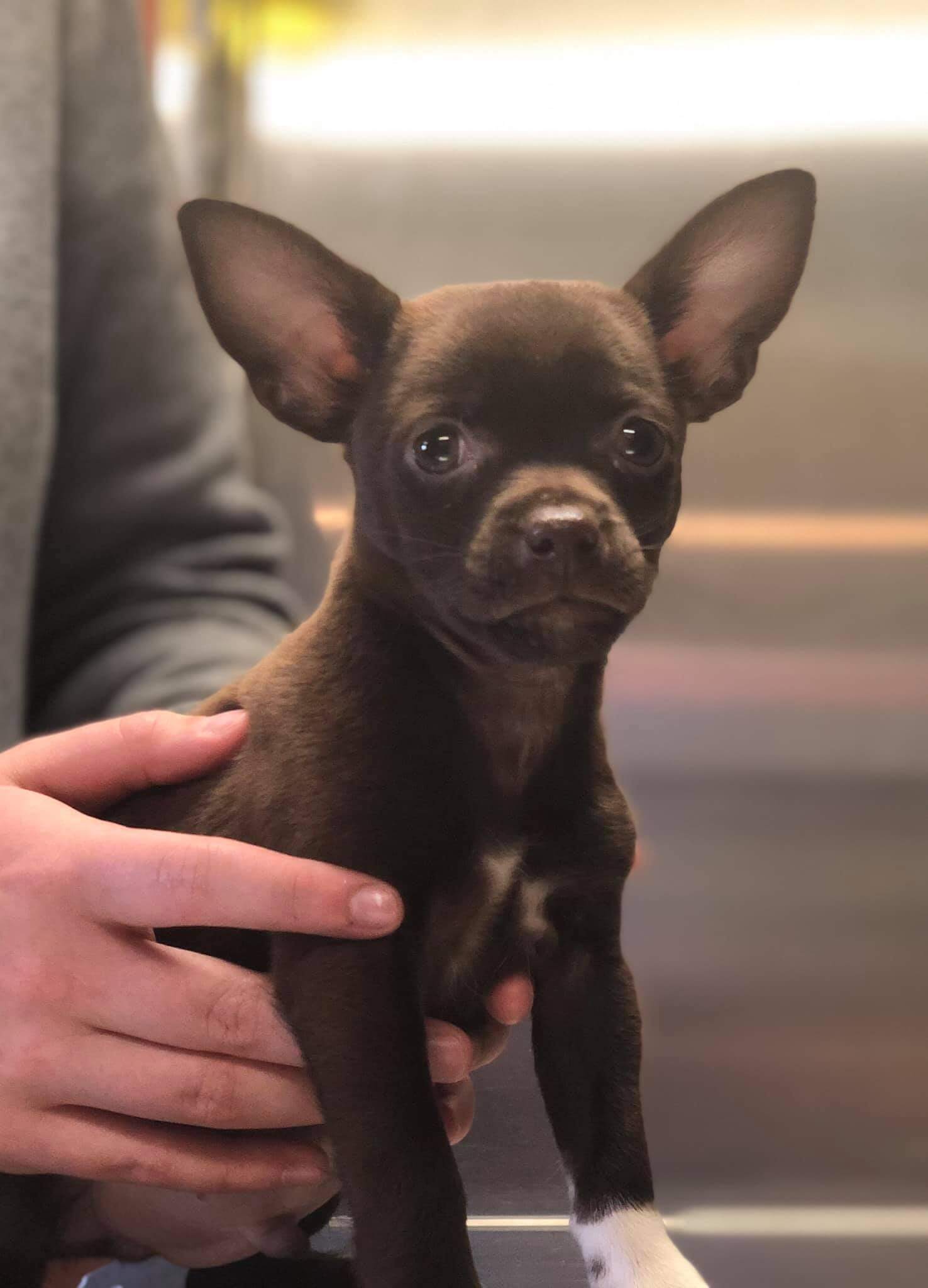 Animal Ark Veterinary Hospital Gallery Vet In Elkin, NC