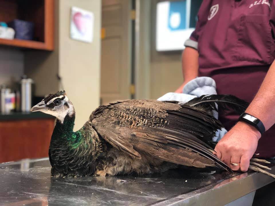 Animal Ark Veterinary Hospital Gallery Vet In Elkin, NC