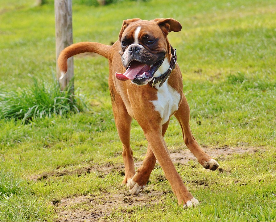 Boxer 5 choses à savoir sur ce chien très énergique