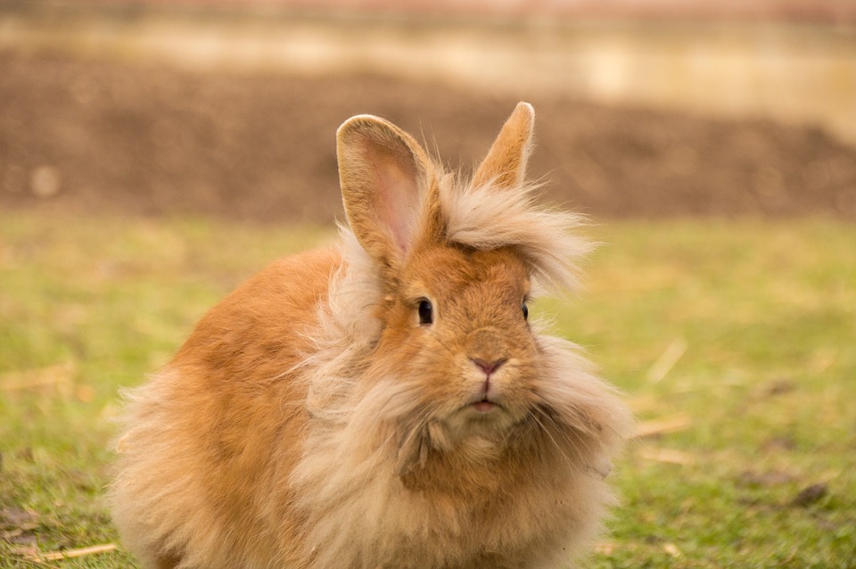 Animaux de la ferme noms des mâles et femelles, de leurs bébés et de leurs cris
